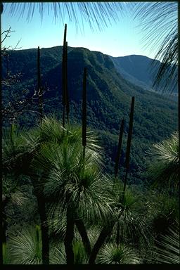 APII jpeg image of Xanthorrhoea australis  © contact APII