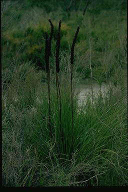 APII jpeg image of Xanthorrhoea minor  © contact APII