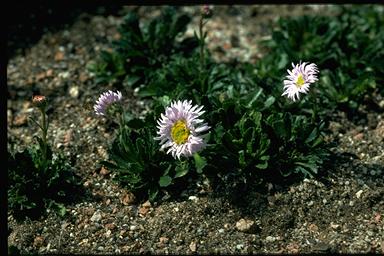 APII jpeg image of Brachyscome spathulata subsp. spathulata  © contact APII