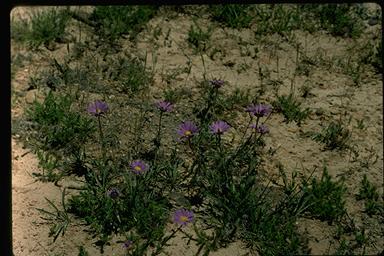 APII jpeg image of Calotis scabiosifolia var. integrifolia  © contact APII