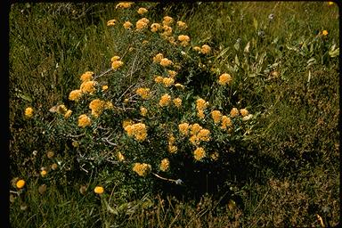 APII jpeg image of Cassinia uncata  © contact APII