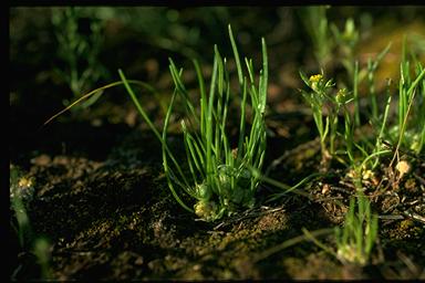 APII jpeg image of Isoetopsis graminifolium  © contact APII