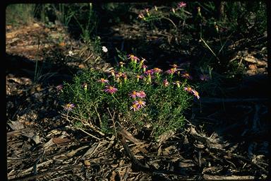 APII jpeg image of Olearia magniflora  © contact APII