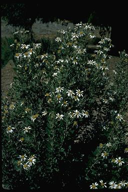 APII jpeg image of Olearia pannosa  © contact APII