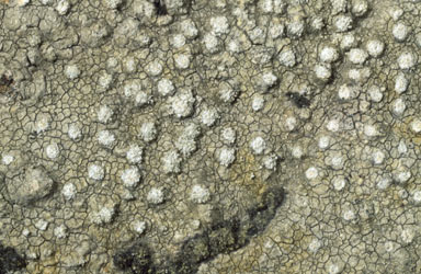 APII jpeg image of Pertusaria  subventosa  © contact APII