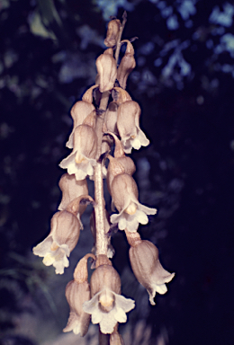 APII jpeg image of Gastrodia lacista  © contact APII