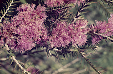 APII jpeg image of Kunzea parvifolia  © contact APII