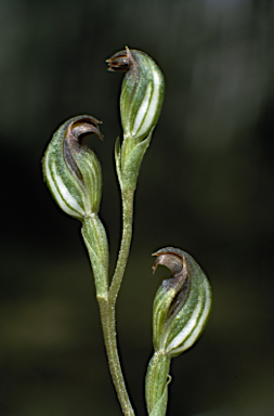 APII jpeg image of Pterostylis rubescens  © contact APII