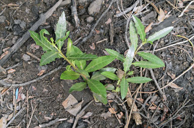 APII jpeg image of Acanthus ilicifolius  © contact APII