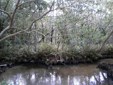 APII jpeg image of Acrostichum speciosum  © contact APII