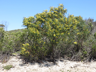 APII jpeg image of Acacia leiophylla  © contact APII