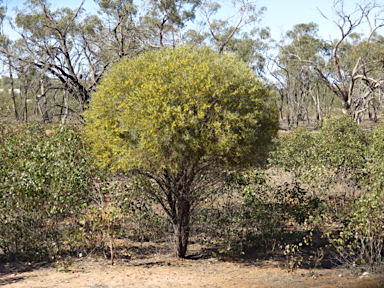 APII jpeg image of Acacia melvillei  © contact APII