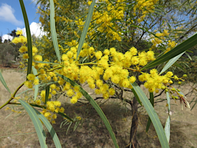 APII jpeg image of Acacia neriifolia  © contact APII