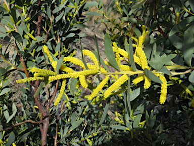 APII jpeg image of Acacia pycnostachya  © contact APII