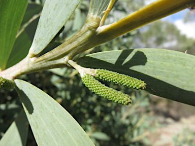 APII jpeg image of Acacia pycnostachya  © contact APII