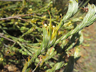 APII jpeg image of Adenanthos terminalis  © contact APII