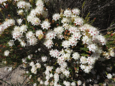 APII jpeg image of Calytrix tetragona  © contact APII