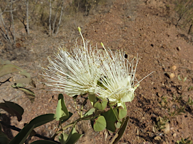 APII jpeg image of Capparis canescens  © contact APII