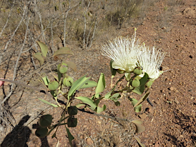 APII jpeg image of Capparis canescens  © contact APII