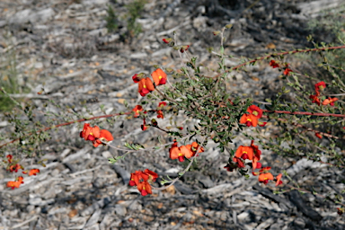 APII jpeg image of Chorizema dicksonii  © contact APII