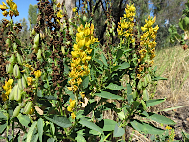 APII jpeg image of Crotalaria mitchellii  © contact APII