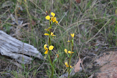 APII jpeg image of Diuris chrysantha  © contact APII