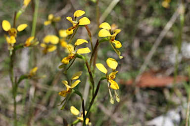 APII jpeg image of Diuris chrysantha  © contact APII