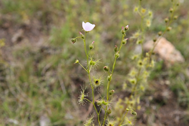 APII jpeg image of Drosera peltata  © contact APII