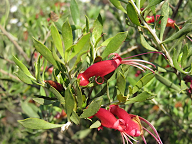 APII jpeg image of Eremophila glabra subsp. glabra  © contact APII