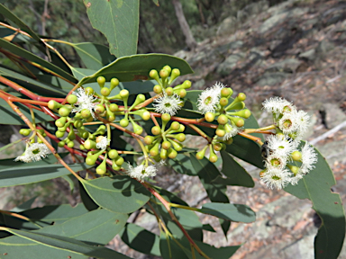 APII jpeg image of Eucalyptus andrewsii  © contact APII