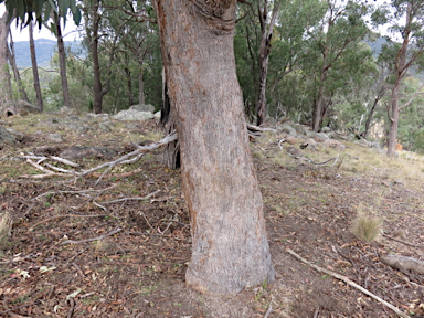 APII jpeg image of Eucalyptus andrewsii  © contact APII