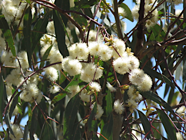 APII jpeg image of Eucalyptus blakelyi  © contact APII