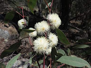 APII jpeg image of Eucalyptus blakelyi  © contact APII