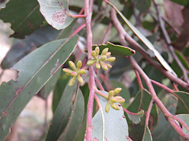 APII jpeg image of Eucalyptus caliginosa  © contact APII