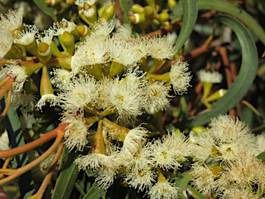 APII jpeg image of Eucalyptus odorata  © contact APII