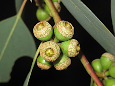 APII jpeg image of Eucalyptus prava  © contact APII