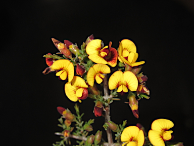 APII jpeg image of Eutaxia microphylla  © contact APII