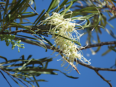 APII jpeg image of Grevillea parallela  © contact APII