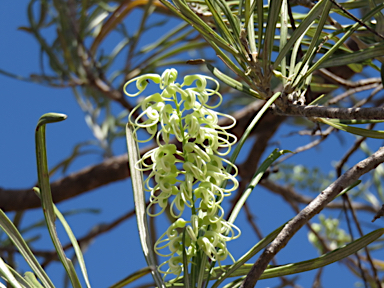 APII jpeg image of Grevillea parallela  © contact APII