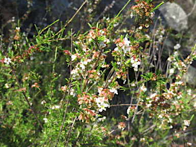 APII jpeg image of Harmogia densifolia  © contact APII