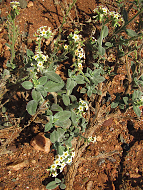 APII jpeg image of Heliotropium chrysocarpum  © contact APII