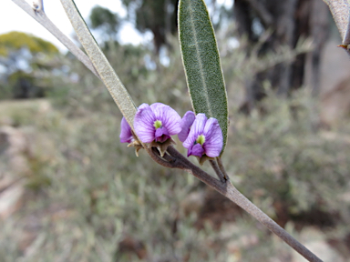 APII jpeg image of Hovea apiculata  © contact APII