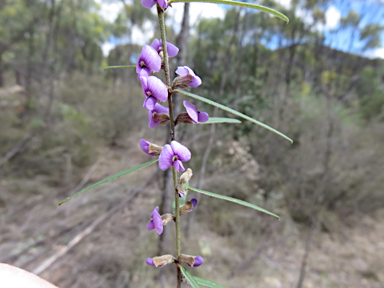 APII jpeg image of Hovea heterophylla  © contact APII