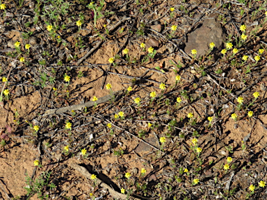 APII jpeg image of Hyalosperma glutinosum subsp. glutinosum  © contact APII