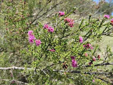 APII jpeg image of Kunzea obovata  © contact APII