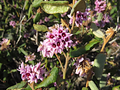 APII jpeg image of Lasiopetalum discolor  © contact APII