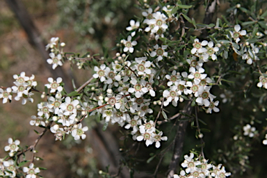 APII jpeg image of Leptospermum brevipes  © contact APII