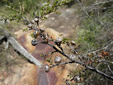 APII jpeg image of Leptospermum minutifolium  © contact APII