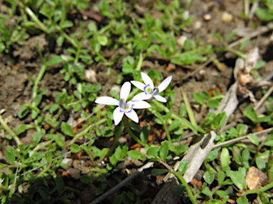 APII jpeg image of Lobelia surrepens  © contact APII