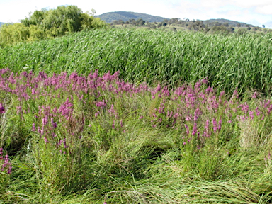 APII jpeg image of Lythrum salicaria  © contact APII